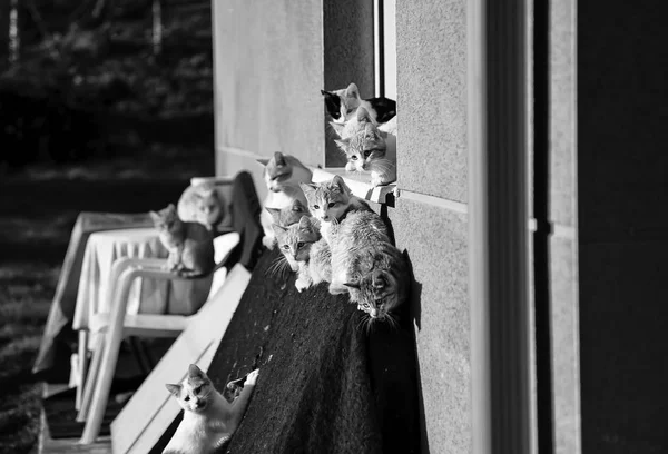 Verlaten straat katten — Stockfoto