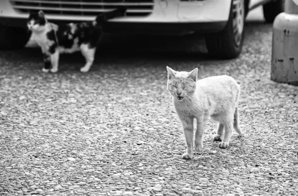 Gatti di strada abbandonati — Foto Stock
