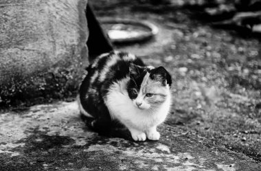 Terk edilmiş sokak kedileri