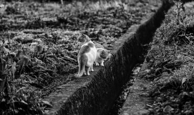 Terk edilmiş sokak kedileri