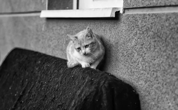 Gatos de rua abandonados — Fotografia de Stock