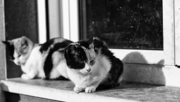 Opuštěné ulici kočky — Stock fotografie