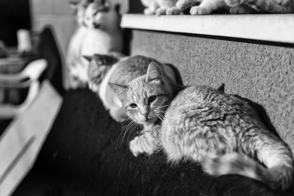 Gatos de rua abandonados — Fotografia de Stock