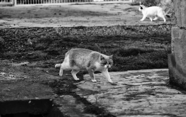 Elhagyott utcai macskák — Stock Fotó