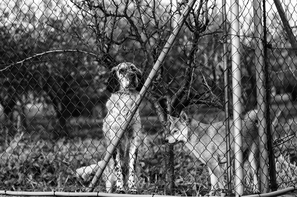 Perros en jaulas —  Fotos de Stock