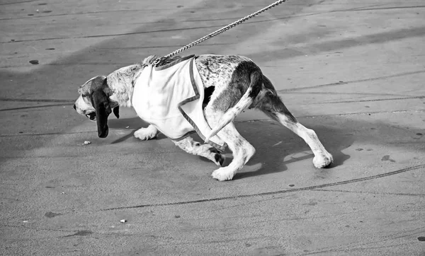 Собака тянет на поводке — стоковое фото