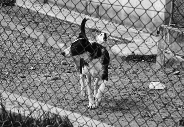 Zwingerhunde gesperrt — Stockfoto