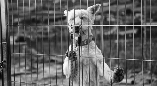 Köpek kulübesi köpek kilitli — Stok fotoğraf