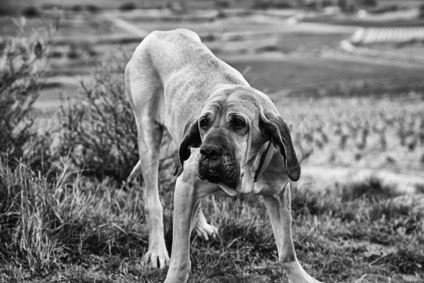 Собака Філа — стокове фото