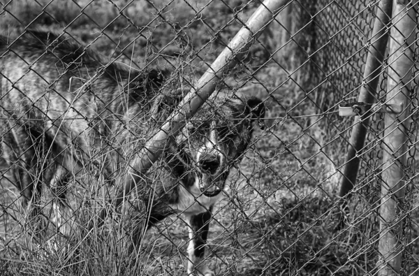 Собака в питомнике — стоковое фото
