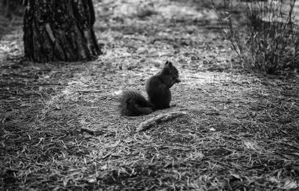 Ardilla en el bosque —  Fotos de Stock