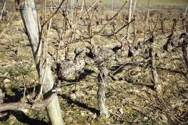 Tarlada üzüm bağları, tarım endüstrisi, doğal peyzaj