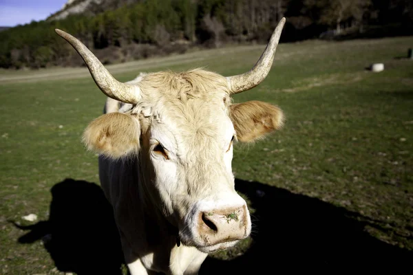 Nötkreatur Bondgård Gräsätande Djur Natur — Stockfoto