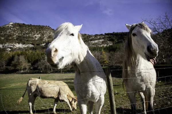 Άλογο Λιβάδι Εκμετάλλευσης Φυτοφάγα Και Άγρια Ζώα — Φωτογραφία Αρχείου