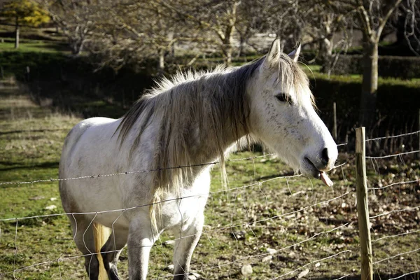 農場の牧草地 野生動物の馬 — ストック写真