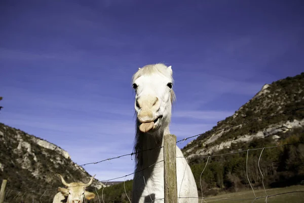 Horse Farm Meadow Herbivorous Wild Animal — Stock Photo, Image