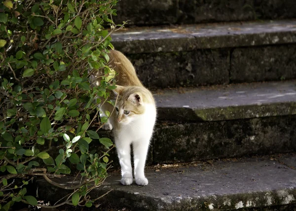 Gatti Abbandonati Strada Abusi Sugli Animali Solitudine — Foto Stock