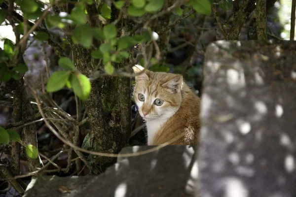 Gatti Abbandonati Strada Abusi Sugli Animali Solitudine — Foto Stock