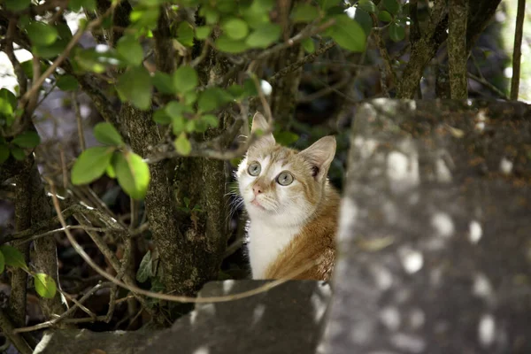 Gatos Abandonados Calle Maltrato Animal Soledad —  Fotos de Stock