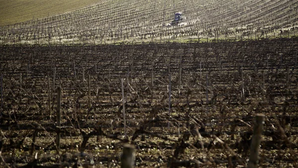 Vineyards in the field, agricultural industry, natural landscape