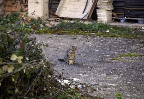 Cats Abandoned Street Animal Abuse Loneliness — Stock Photo, Image