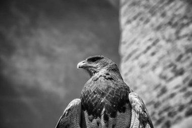 Vahşi kartal, yırtıcı kuş, hayvan ve doğa