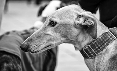 Sokakta, hayvanlar kurtarıldı yürürken tazı kabul