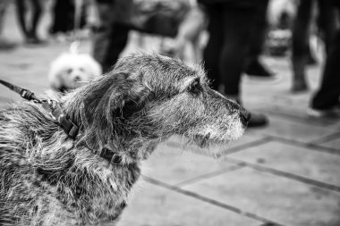 Köpek evcil hayvanlar sokakta yürürken