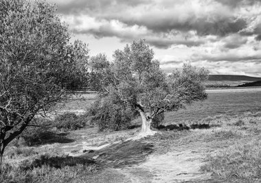 Tarlada zeytin ağaçları