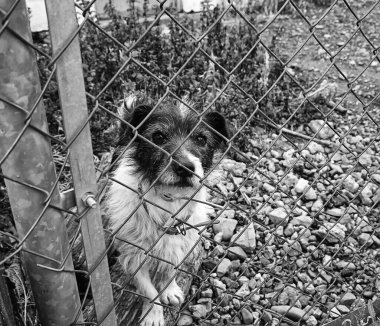 Köpek kulübesinde, terk edilmiş hayvanlar, taciz.