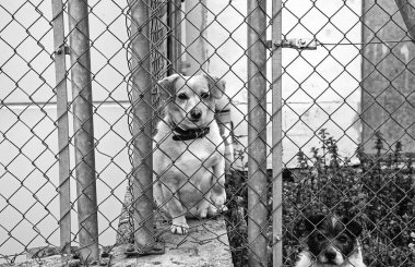Köpek kulübesinde, terk edilmiş hayvanlar, taciz.