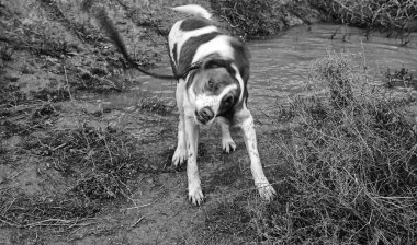 Bir su birikintisi, hayvanlar ve doğa içinde köpek sallama suyu
