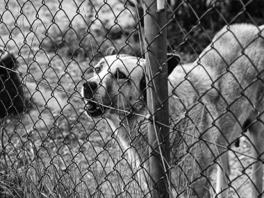 Köpek kulübesinde, terk edilmiş hayvanlar, taciz.