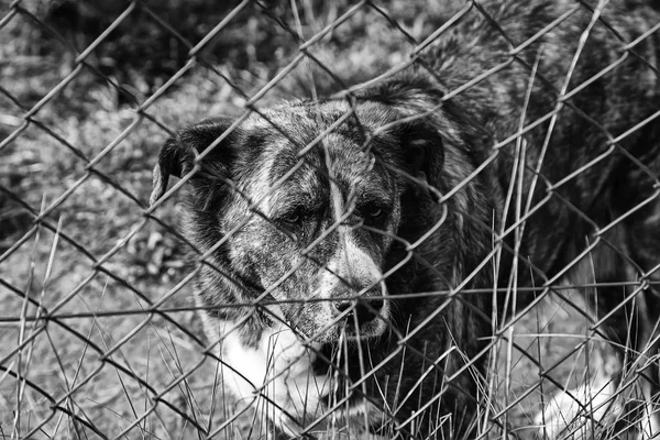 Dog Enclosed Kennel Abandoned Animals Abuse — Stock Photo, Image