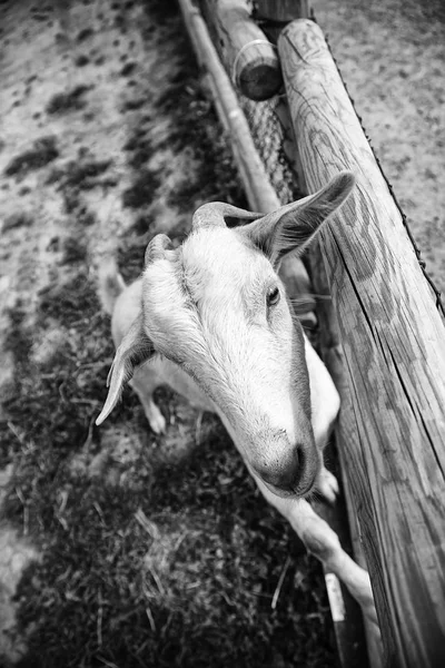 Ovelhas Fazenda Animais Herbívoros Parque Natural — Fotografia de Stock