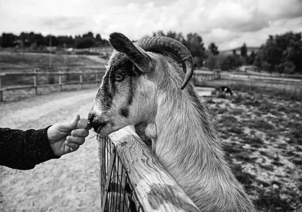 Sheep Farm Herbivorous Animals Natural Park — Stock Photo, Image