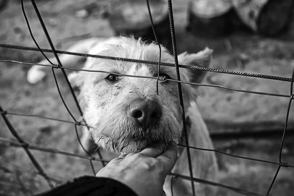 Cão Canil Fechado Animais Abandonados Abuso — Fotografia de Stock