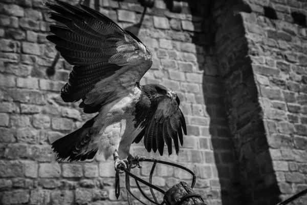 野生の鷲 獲物の鳥 — ストック写真