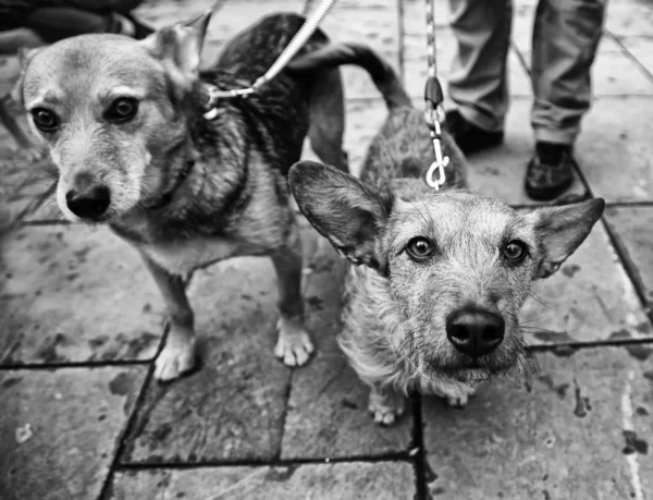 Собака Гуляет Улице Домашние Животные — стоковое фото