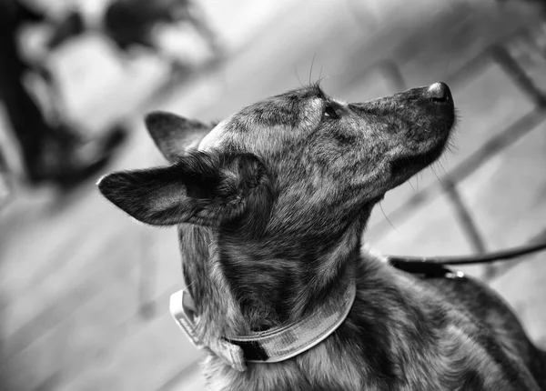 Hund Auf Der Straße Haustiere — Stockfoto