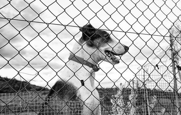 Dog in enclosed kennel, abandoned animals, abuse