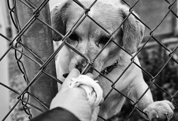 Cão Canil Fechado Animais Abandonados Abuso — Fotografia de Stock