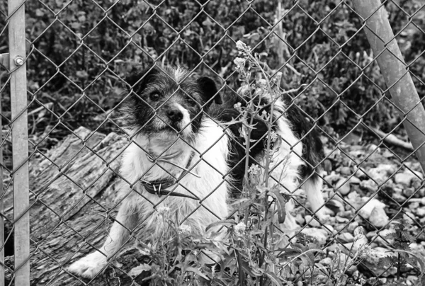 Собака Закрытом Питомнике Брошенные Животные Насилие — стоковое фото
