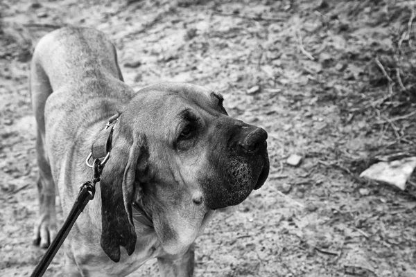 Köpek Fila Brasileiro Şirketin Köpek Bakıcısı — Stok fotoğraf