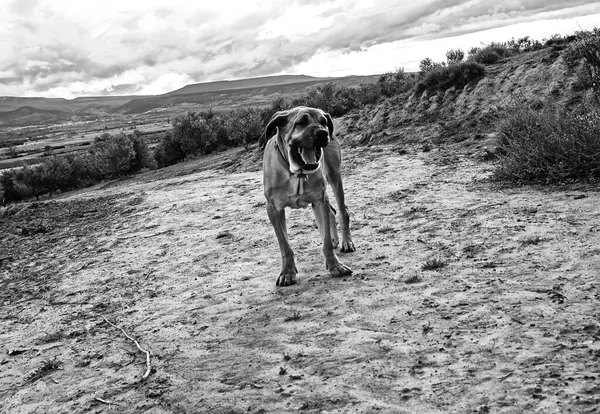 会社の犬の保護者である犬の映画ブラジリロ — ストック写真