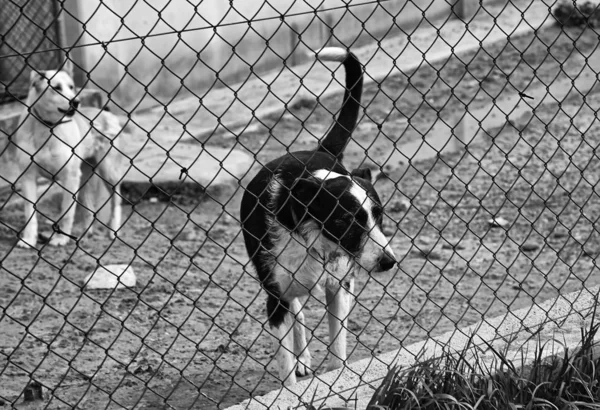 Cão Canil Fechado Animais Abandonados Abuso — Fotografia de Stock