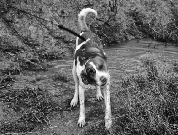 Pies Drżenie Wody Kałuży Zwierząt Przyrody — Zdjęcie stockowe