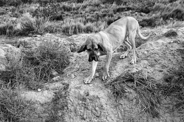 Perro Fila Brasileiro Perro Guardián Compañía —  Fotos de Stock