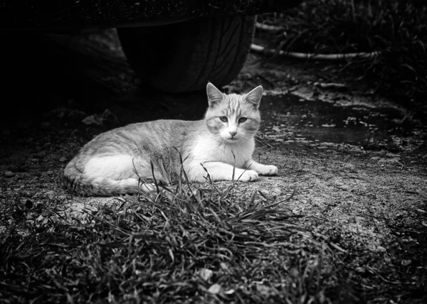 Gatos Rua Abandonados Abuso Animais Tristeza — Fotografia de Stock