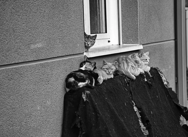 Pisici Stradă Abandonate Abuz Animale Tristețe — Fotografie, imagine de stoc